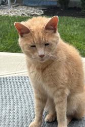 Lost Male Cat last seen Parkview Circle and Sherman Terrace, Mason, OH 45040