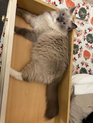 Lost Male Cat last seen Henniker Gardens, Greater London, England 
