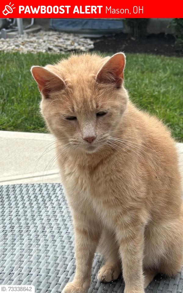 Lost Male Cat last seen Parkview Circle and Sherman Terrace, Mason, OH 45040