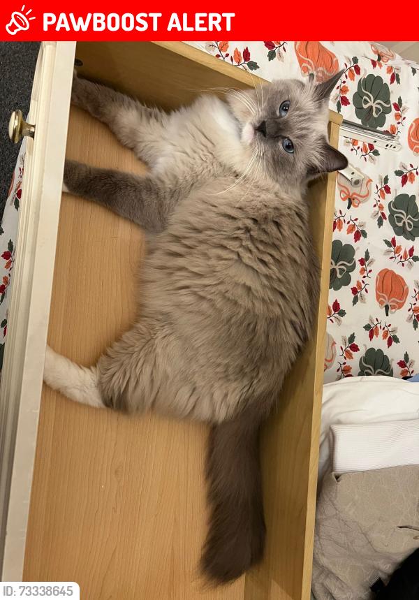 Lost Male Cat last seen Henniker Gardens, Greater London, England 