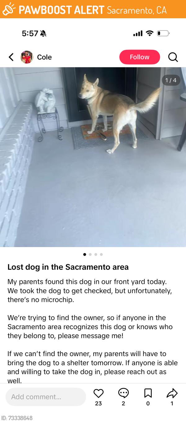 Found/Stray Unknown Dog last seen Sacramento, Sacramento, CA 95814