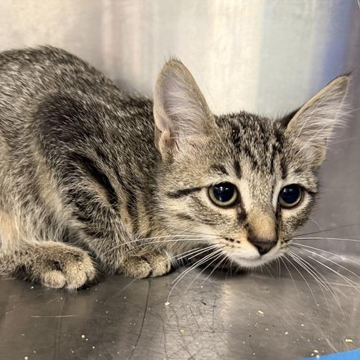 Shelter Stray Female Cat last seen , 980 Guilford College Rd, Greensboro, NC 27409, USA