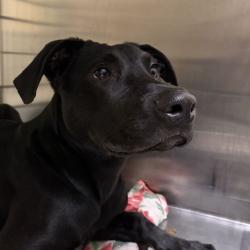 Shelter Stray Male Dog last seen , 14 Forever Friend Ln, Asheville, NC 28806, USA
