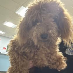 Shelter Stray Male Dog last seen , 2960 Shafto Rd, Tinton Falls, NJ 07753, USA