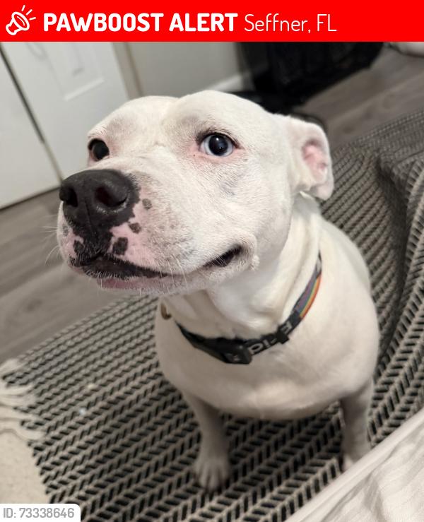 Lost Female Dog last seen King Richard and windhorst, Seffner, FL 33584
