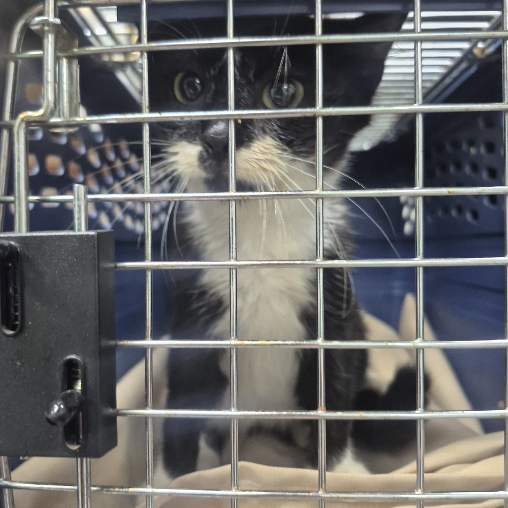 Shelter Stray Female Cat last seen , 2960 Shafto Rd, Tinton Falls, NJ 07753, USA