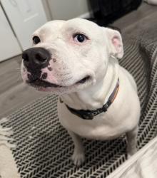 Lost Female Dog last seen King Richard and windhorst, Seffner, FL 33584