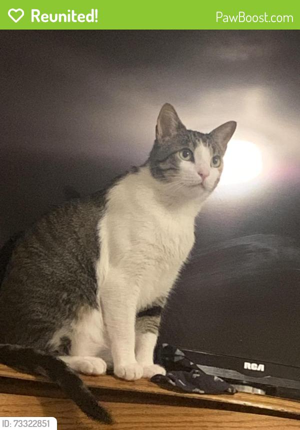 Reunited Male Cat last seen Lost in mariners watch apmts, Norfolk, VA 23503