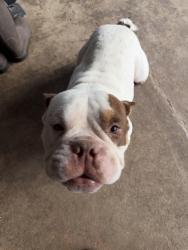 Found/Stray Male Dog last seen Lower birdvile rd Haltom city 76117, Haltom City, TX 76117