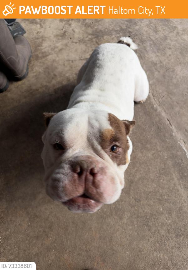 Found/Stray Male Dog last seen Lower birdvile rd Haltom city 76117, Haltom City, TX 76117