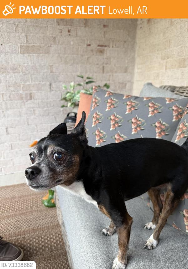 Found/Stray Female Dog last seen Pleasant Grove Road, Lowell, AR 72745