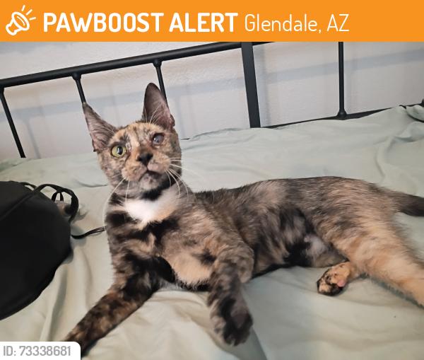 Found/Stray Female Cat last seen 75th ave and Glendale, Glendale, AZ 85303