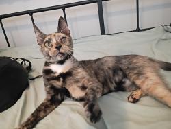 Found/Stray Female Cat last seen 75th ave and Glendale, Glendale, AZ 85303