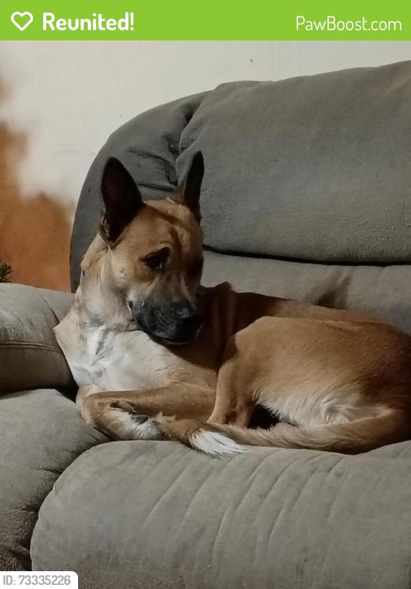 Reunited Male Dog last seen Daniel boone trail, Roanoke road, Belle shoals pickens sc, Pickens County, SC 29671