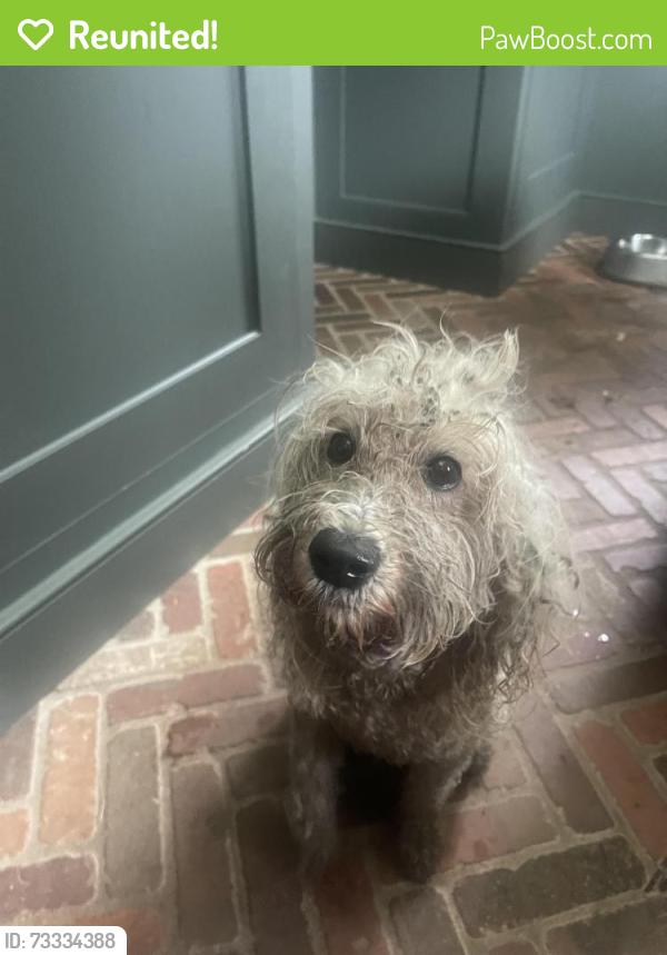 Reunited Female Dog last seen Slack & Woodhill Roads, Doylestown Lea, Newtown, PA 18940