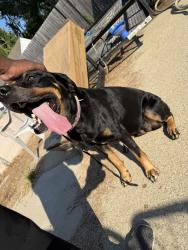 Found/Stray Female Dog last seen Central Ave, Louisville, KY 40208