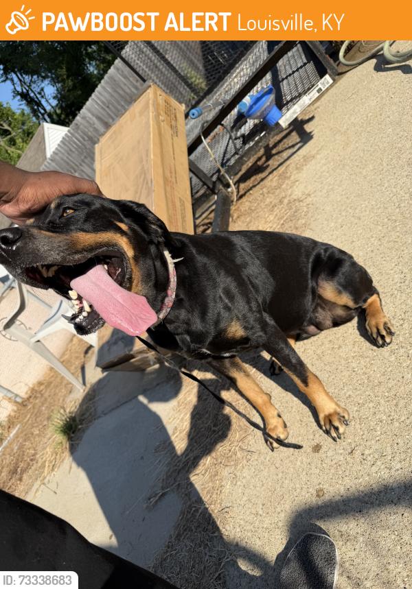 Found/Stray Female Dog last seen Central Ave, Louisville, KY 40208