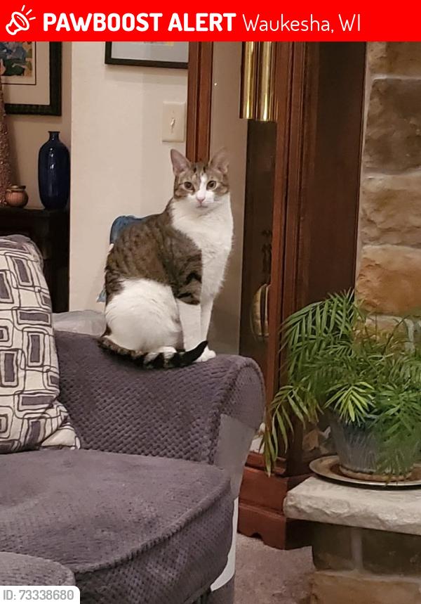 Lost Male Cat last seen Near Williams Court, Waukesha, WI 53188