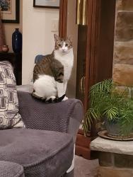 Lost Male Cat last seen Near Williams Court, Waukesha, WI 53188