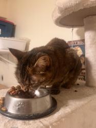 Reunited Female Cat last seen Eubank and Constitution, Albuquerque, NM 87112