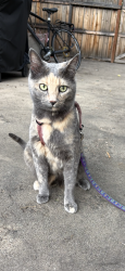 Reunited Female Cat last seen W Mulberry & Tyler / Roger’s park neighborhood, Fort Collins, CO 80521