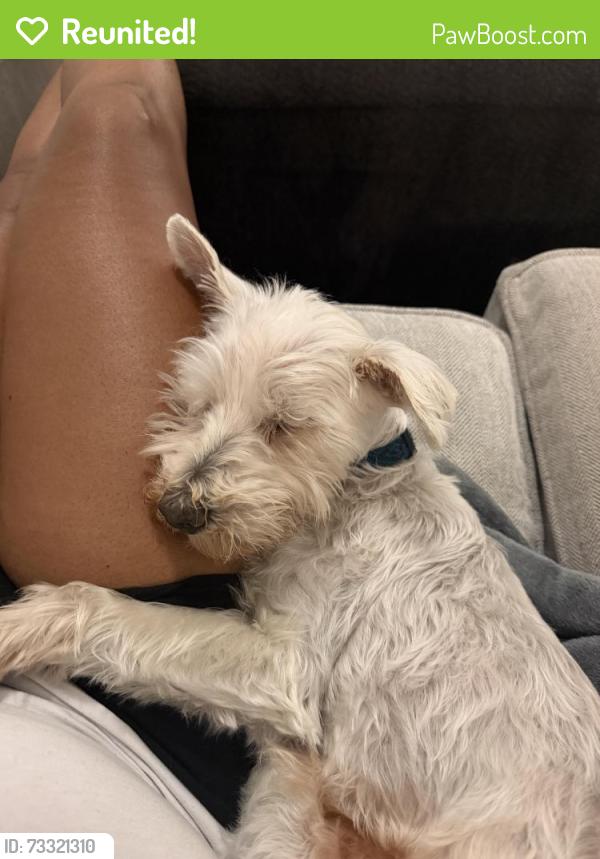 Reunited Male Dog last seen Circle K, N Tryon St, Charlotte, NC 28213