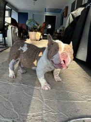 Found/Stray Unknown Dog last seen South Fig Tree & 7th St., Plantation, FL 33313