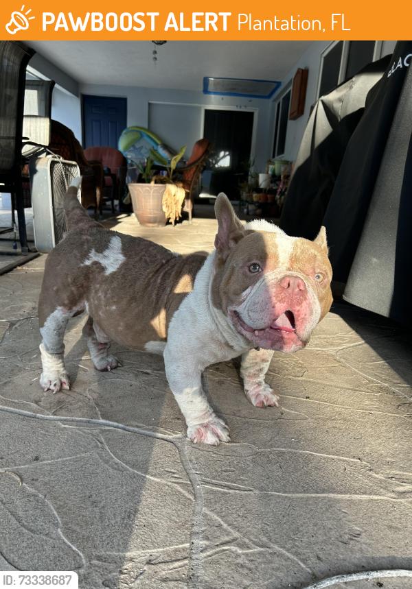 Found/Stray Unknown Dog last seen South Fig Tree & 7th St., Plantation, FL 33313