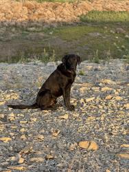 Reunited Male Dog last seen Candelaria and Louisiana, Albuquerque, NM 87110
