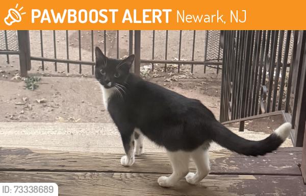 Found/Stray Unknown Cat last seen 15th and 16th Ave, Newark, NJ 07103