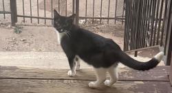 Found/Stray Unknown Cat last seen 15th and 16th Ave, Newark, NJ 07103
