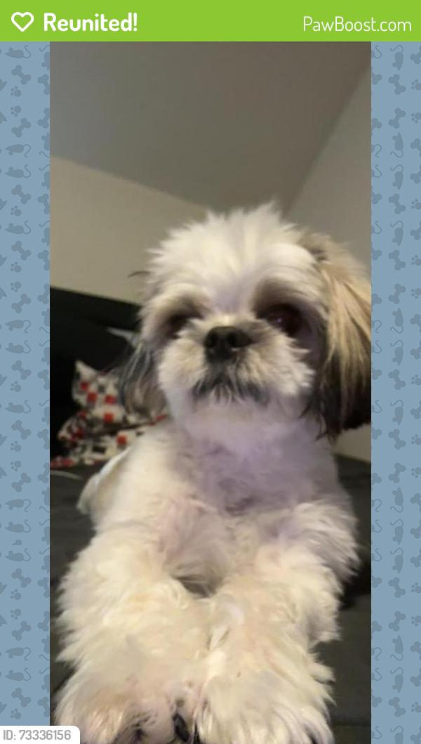 Reunited Male Dog last seen 34th St S, Arlington, VA 22206, Arlington, VA 22206