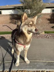 Reunited Female Dog last seen 71st & Bethany home, Glendale, AZ 85303