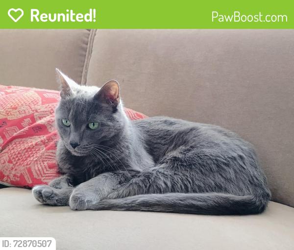Reunited Male Cat last seen 14 Mile and Telegraph Roads, Franklin, MI 48025