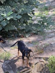Found/Stray Male Dog last seen Old Highway 28, Pikeville, TN 37367