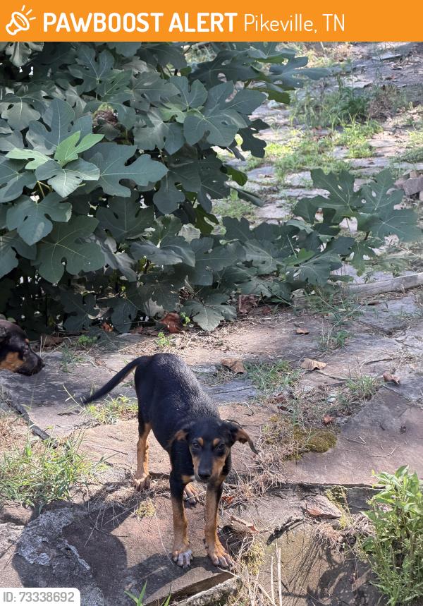 Found/Stray Male Dog last seen Old Highway 28, Pikeville, TN 37367