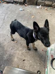 Reunited Female Dog last seen Nw 19 and north Minnie lane, Oklahoma City, OK 73127