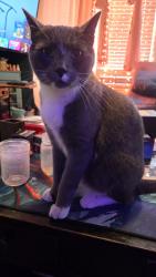 Reunited Male Cat last seen Alpine & Sterling, Worcester, MA 01610