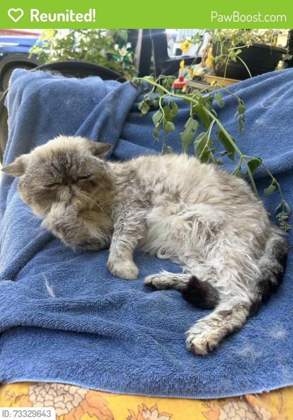 Reunited Female Cat last seen Near Ananias, and presumpscott rd, Portland, ME 04103