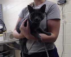 Shelter Stray Male Cat last seen Near BLOCK W 60TH DENVER CO 80221, 1241 W Bayaud Ave, Denver, CO 80223, USA