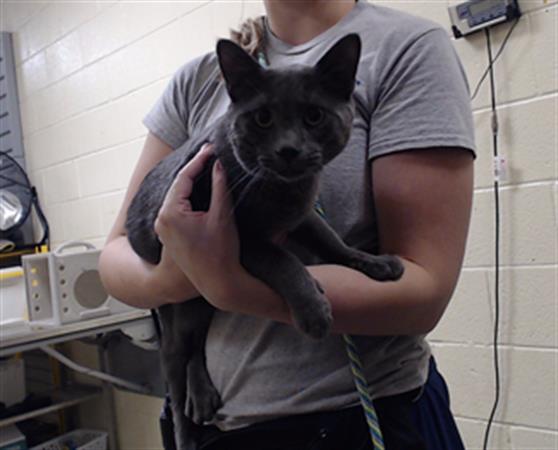 Shelter Stray Male Cat last seen Near BLOCK W 60TH DENVER CO 80221, 1241 W Bayaud Ave, Denver, CO 80223, USA