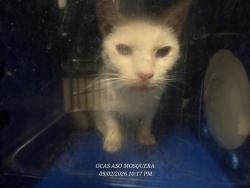 Shelter Stray Female Cat last seen , 2769 Conroy Rd, Orlando, FL 32839, USA