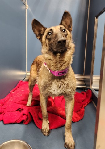 Shelter Stray Female Dog last seen Near BLOCK ANDOVER ST, DETROIT, MI 48203, 7401 Chrysler Dr, Detroit, MI 48211, USA