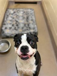 Shelter Stray Male Dog last seen NICOLE DR, 1601 Airport Rd, Shelby, NC 28150, USA