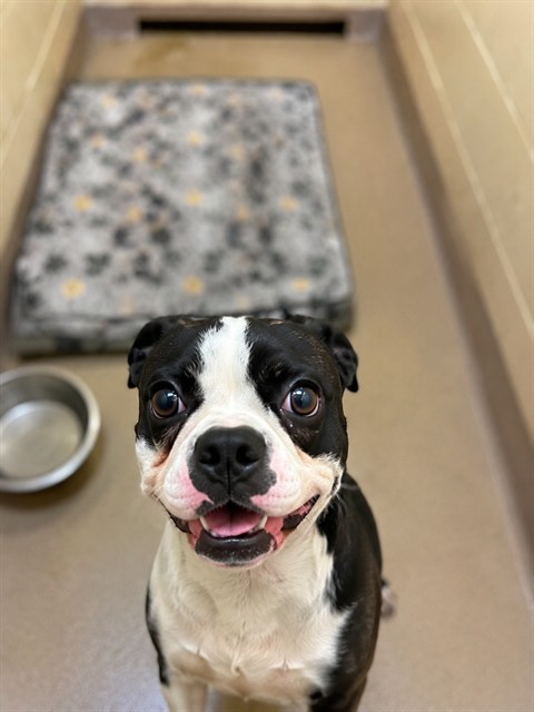 Shelter Stray Male Dog last seen NICOLE DR, 1601 Airport Rd, Shelby, NC 28150, USA