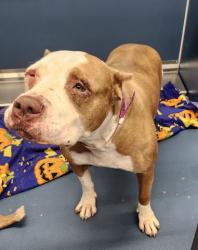 Shelter Stray Female Dog last seen Near BLOCK PICKFORD ST, DETROIT, MI 48219, 7401 Chrysler Dr, Detroit, MI 48211, USA