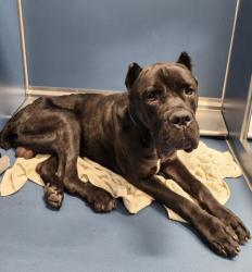 Shelter Stray Male Dog last seen Near BLOCK ANDOVER ST, DETROIT, MI 48203, 7401 Chrysler Dr, Detroit, MI 48211, USA