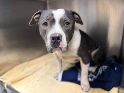 Shelter Stray Male Dog last seen , 3201 Lacy St, Los Angeles, CA 90031, USA