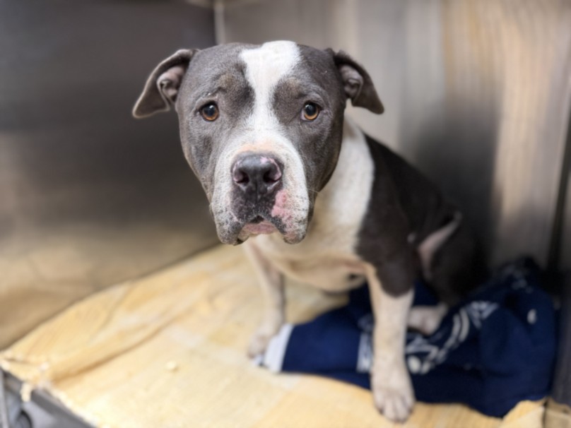 Shelter Stray Male Dog last seen , 3201 Lacy St, Los Angeles, CA 90031, USA