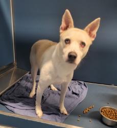 Shelter Stray Female Dog last seen Near BLOCK CONLEY ST, DETROIT MI 48234, 7401 Chrysler Dr, Detroit, MI 48211, USA